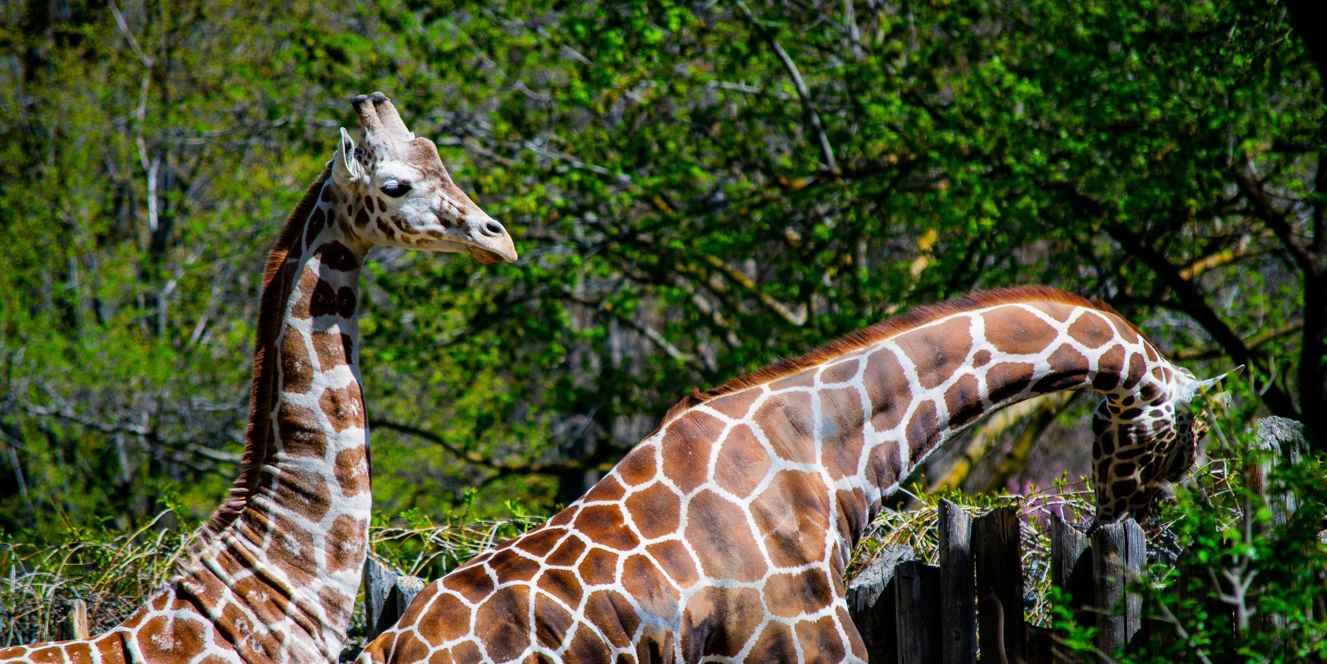 Two Giraffes · Free Stock Photo