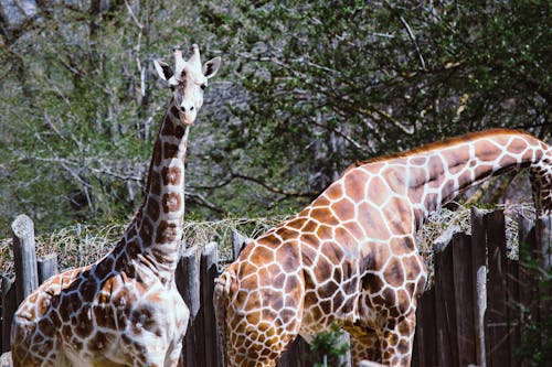 Twee Giraffen