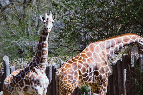 Two Giraffes