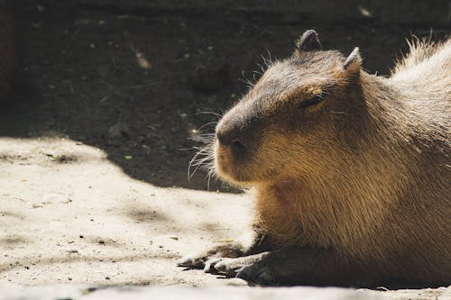 Foto d'estoc gratuïta de a l'aire lliure, animal, atractiu