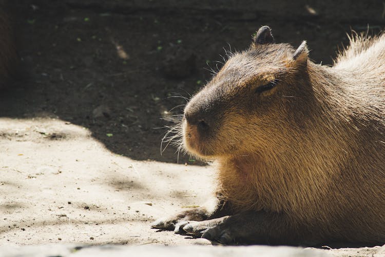 Brown Capybara