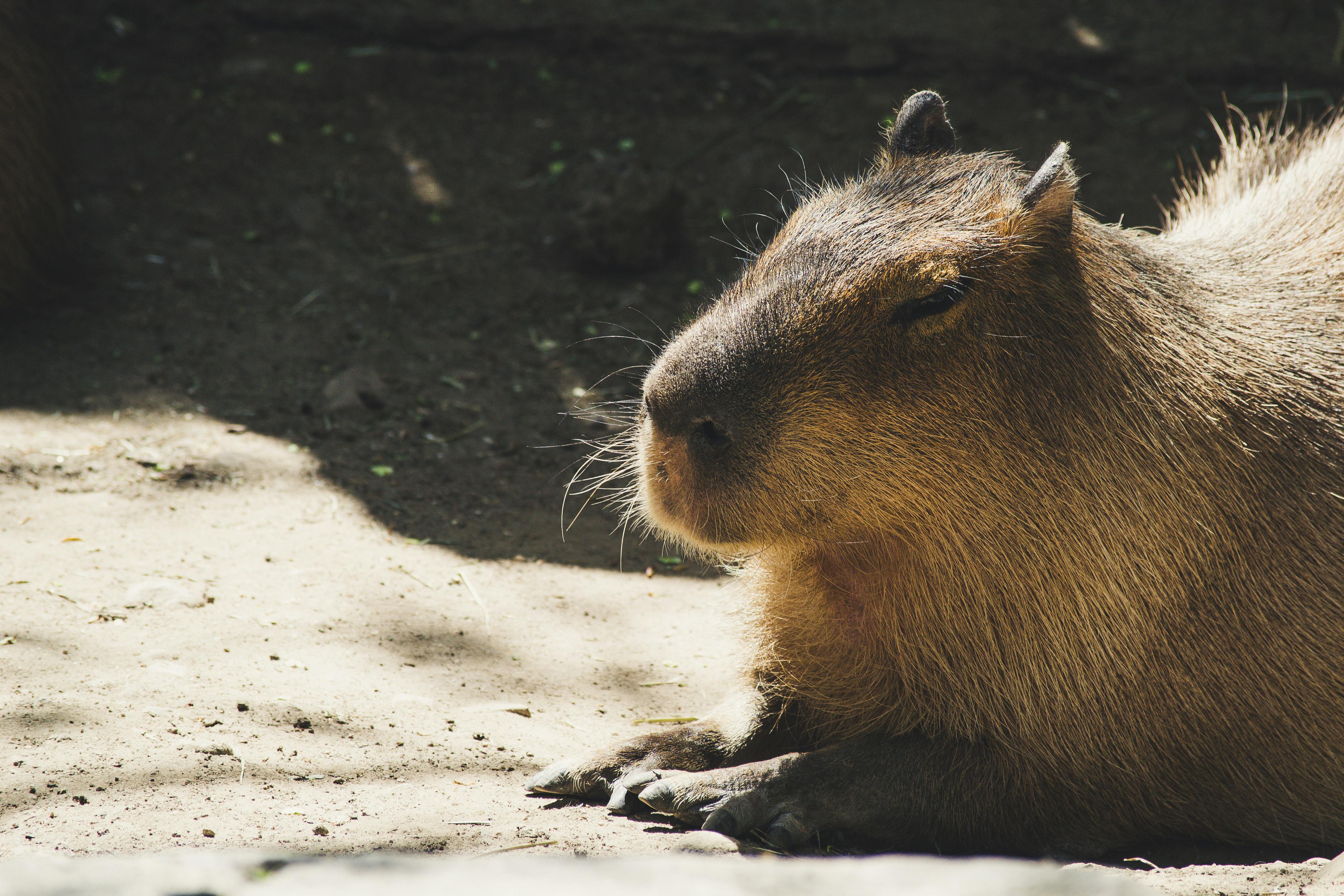 Habitat And Distribution Of The Brown Aesthetic Capybara