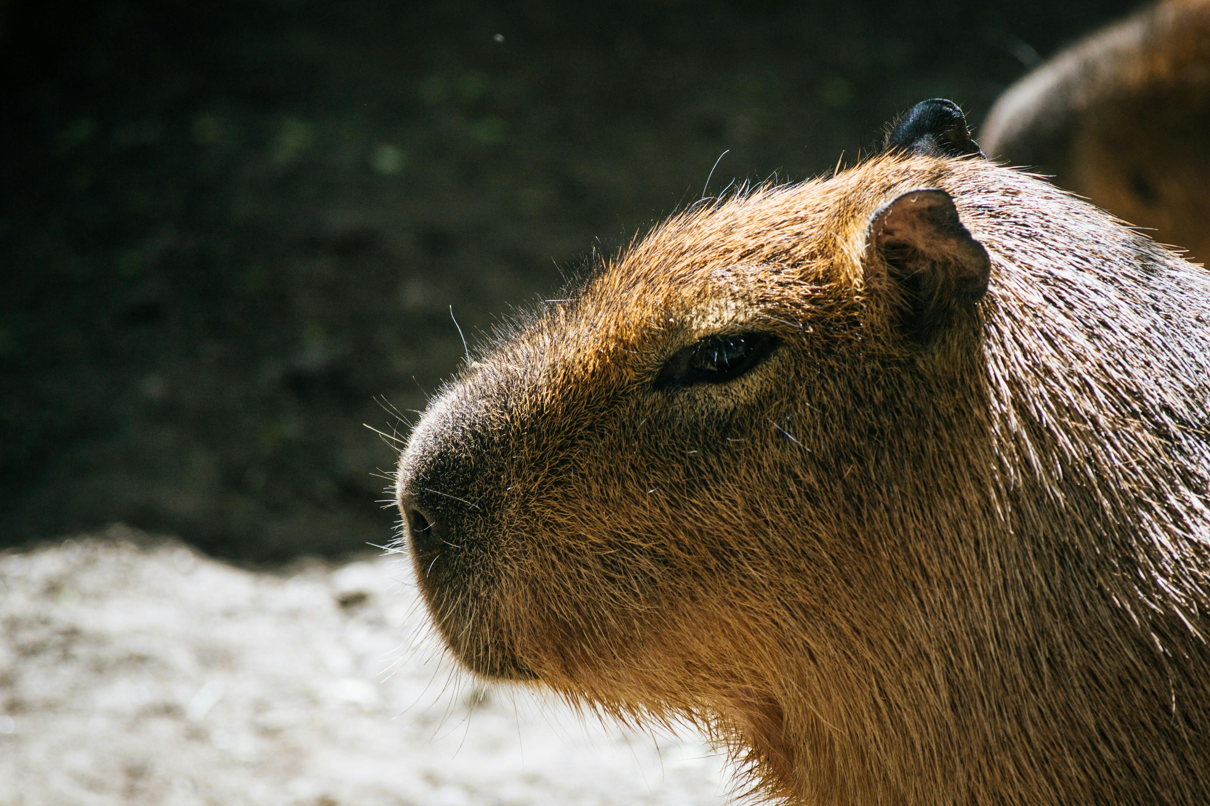 カピバラ パーク 動物の無料の写真素材