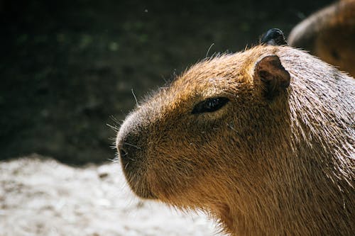 Brown Capybara'nın Seçici Fotoğrafı