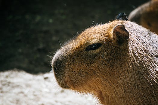 A detailed close-up portrait of a resting capybara in natural surroundings.