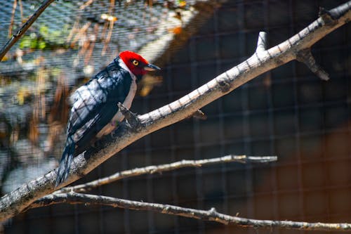 Red, White, and Black Bird on Top Tree Branch