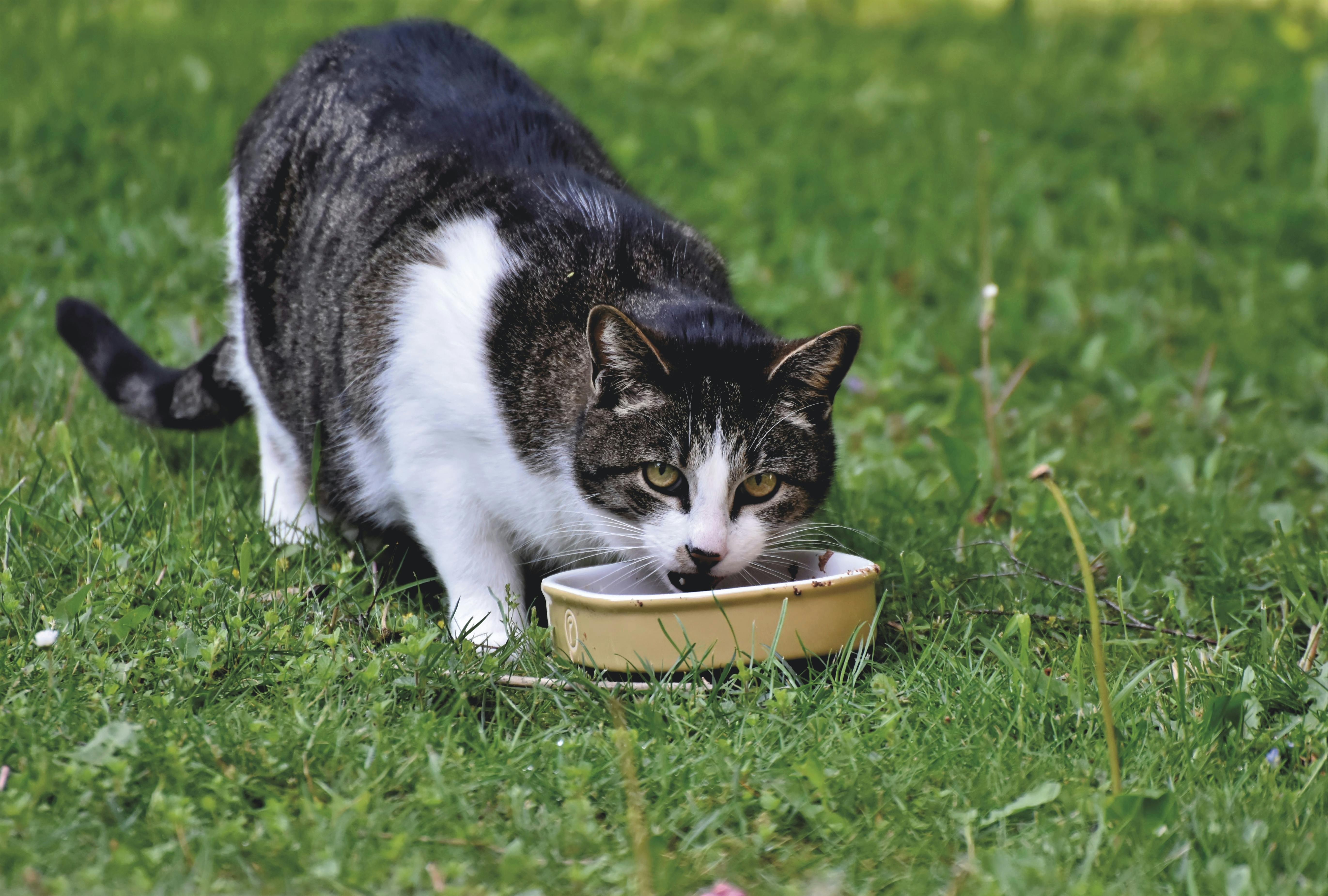 Sustainable pet care: ways to reduce your pet's carbon pawprint - World Wildlife Fund — Photo by Ralph on Pexels