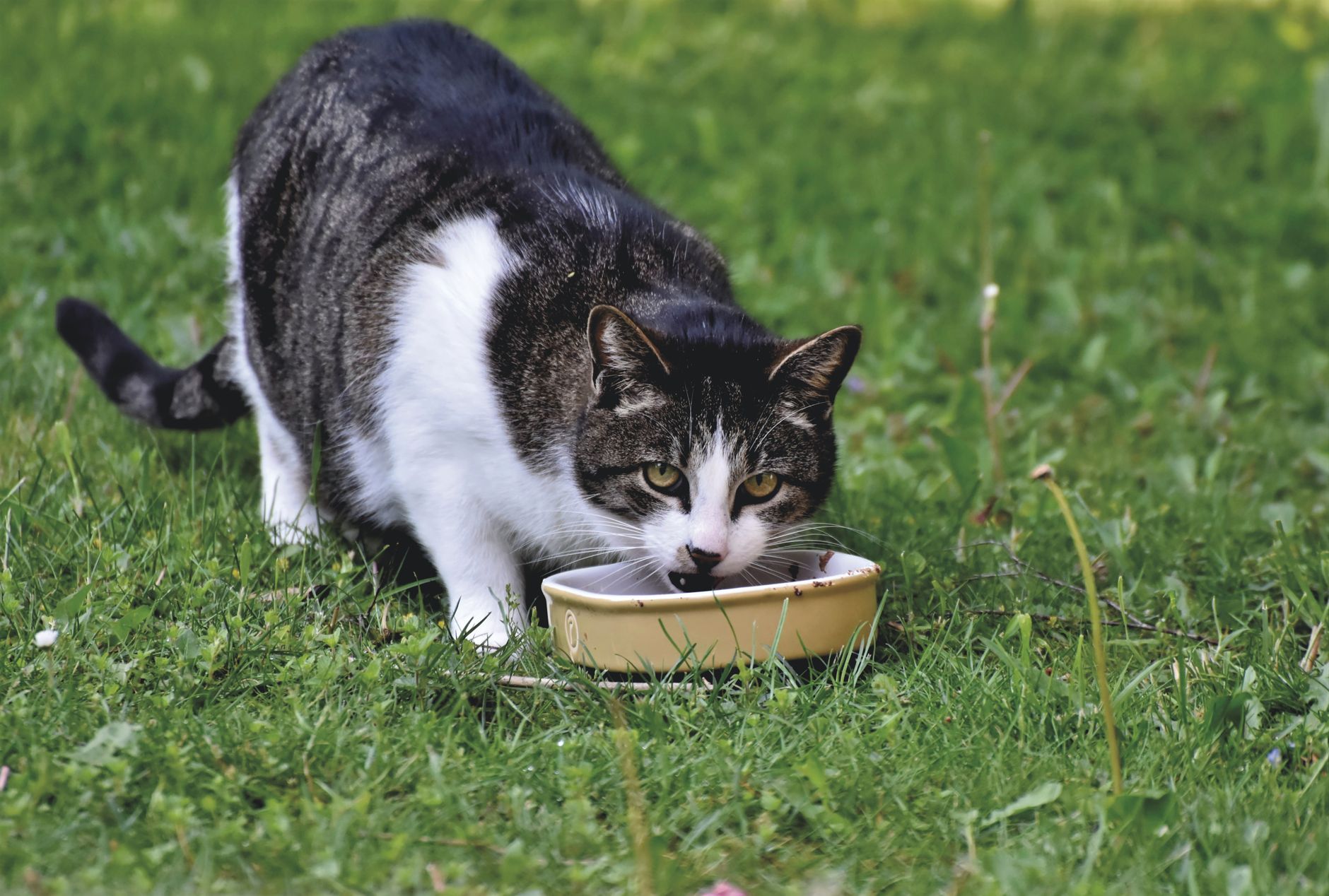 Un gatto mangia da una ciotola all'aperto sull'erba
