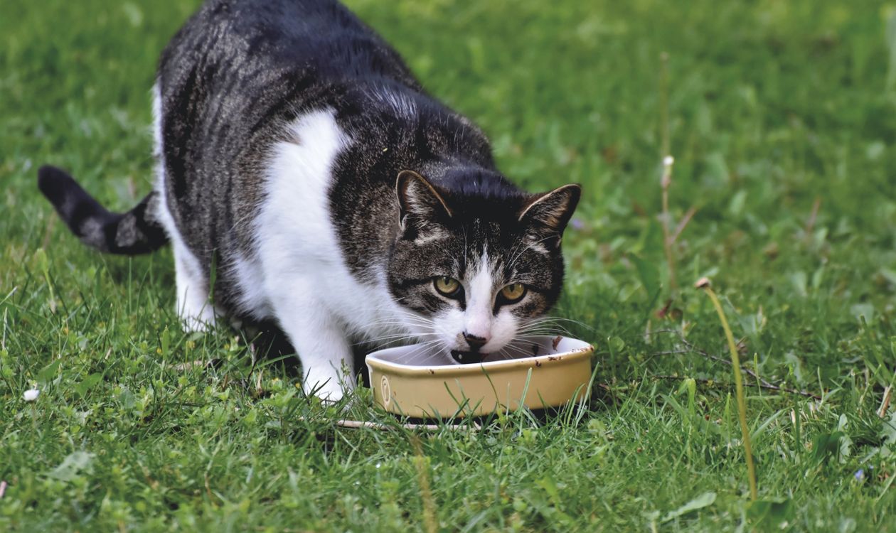 Kedi Mamasına Karınca Gelmemesi İçin Ne Yapmalı? Güvenli Yöntemler