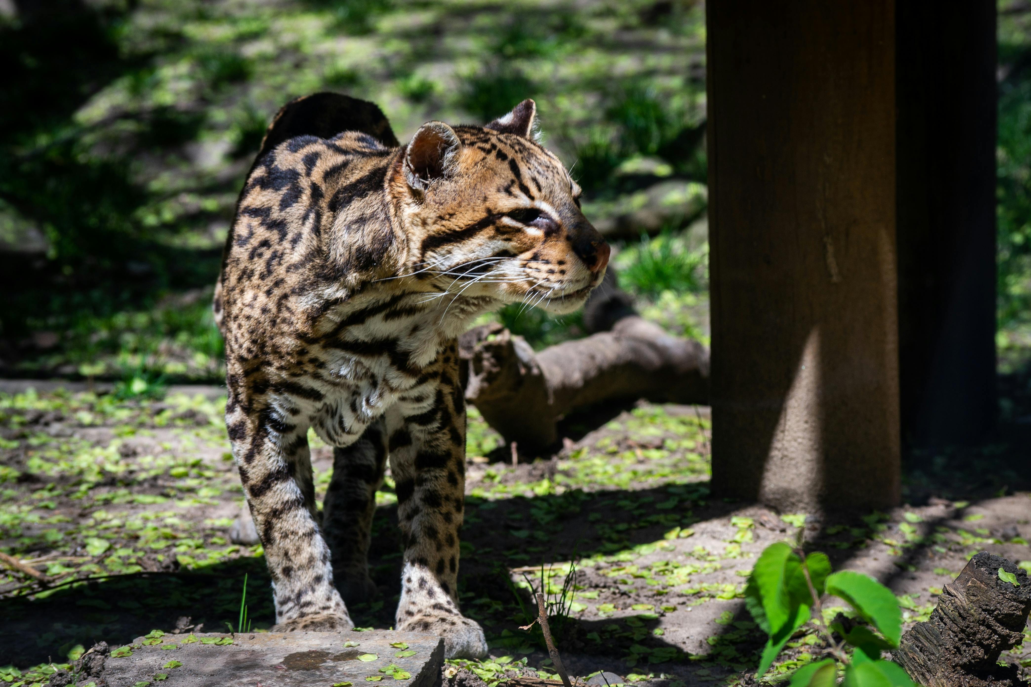 zoo cat