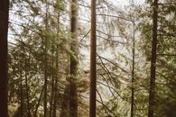 Tall Trees in Northern Forest in Autumn