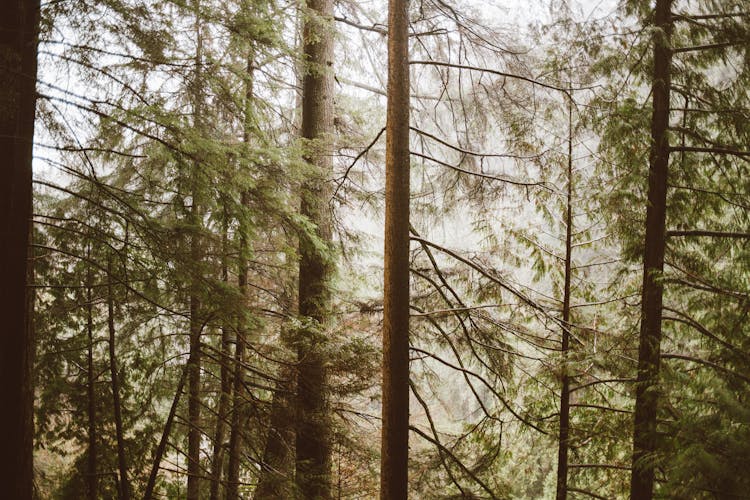 Tall Trees In Northern Forest In Autumn