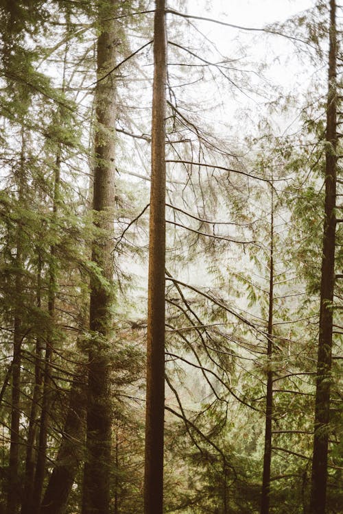 Ilmainen kuvapankkikuva tunnisteilla havupuut, korkea, kuusi