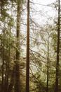 Foggy Day in Autumnal Forest