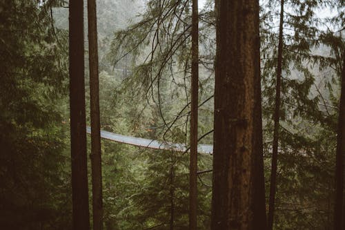 Kostenloses Stock Foto zu dicht, immergrün, nadelwald