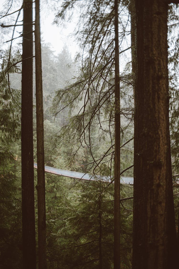 Footbridge In A Foggy Forest 