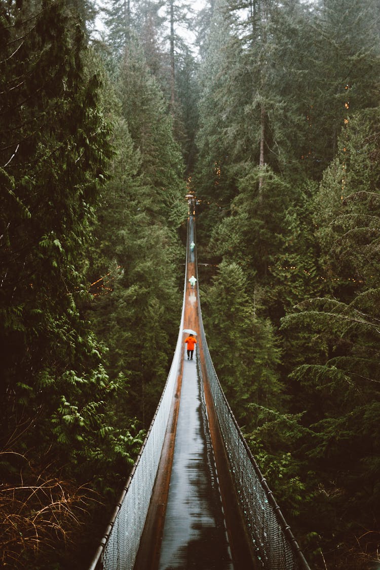 Unrecognizable People Walking On Hanging Footbridge Among Tops Of Conifer Trees