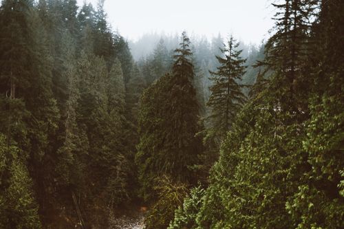 Free A serene view of a misty evergreen forest in North Vancouver, BC. Stock Photo