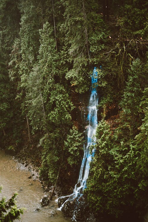 垂直ショット, 川, 常緑樹の無料の写真素材