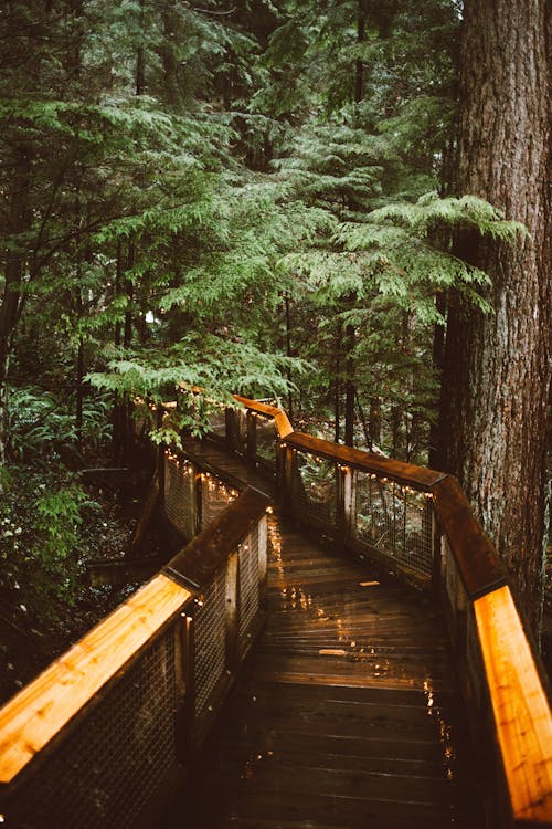 Brown Wooden Walkway in the Woods
