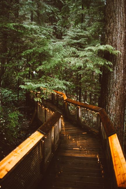 Explore a serene wooden walkway amidst lush forest in Vancouver, BC, perfect for nature lovers.
