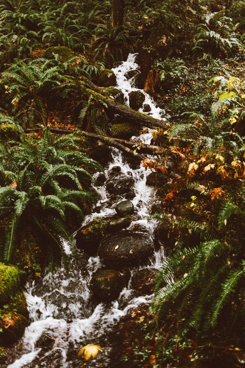 Free A serene forest stream flowing through lush ferns in North Vancouver's vibrant nature setting. Stock Photo