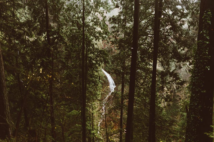 High Angle View Of A Forest Interior And A Steep Stream 