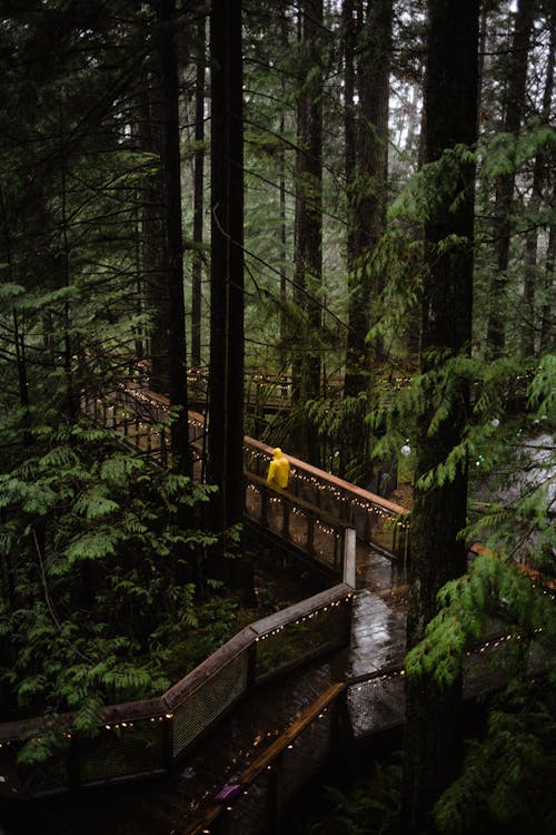 Person Walking on Bridge in Forest in Rain