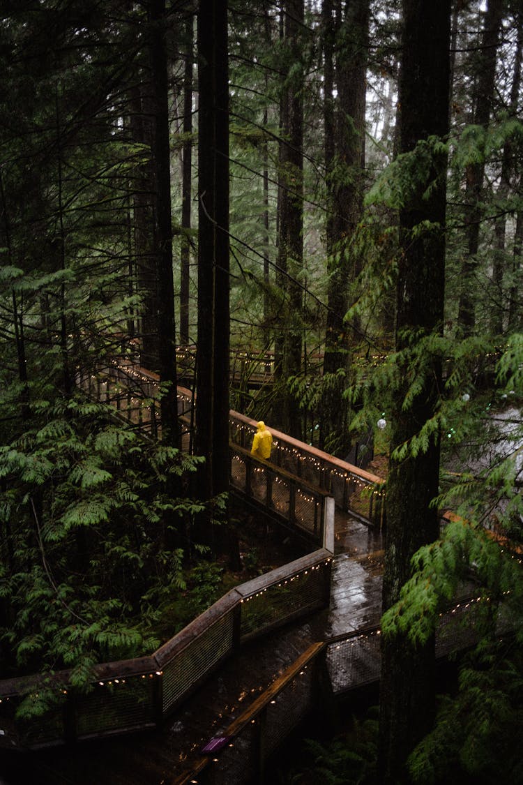 Person Walking On Bridge In Forest In Rain