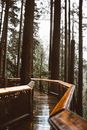 Brown Wooden Bridge in Forest