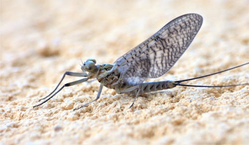 Free stock photo of insect Stock Photo