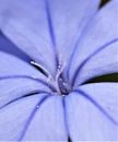Purple Flower in Macro Shot
