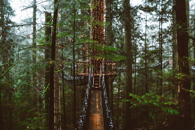 Bridge In Treetops Decorated With Lights