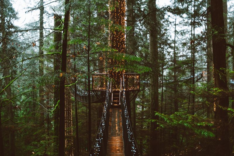 Falealupo Rainforest
