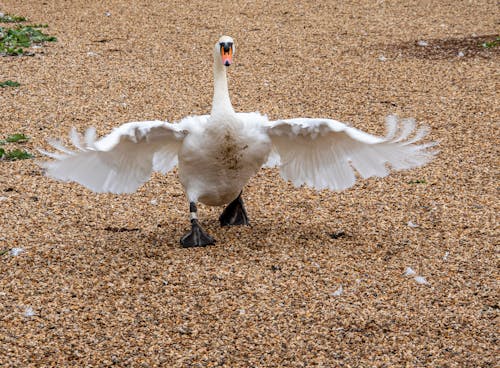 White Swan Walking Brown Sand