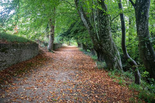 Free Explore a picturesque woodland pathway covered in fallen leaves in Dyrham, England. Stock Photo
