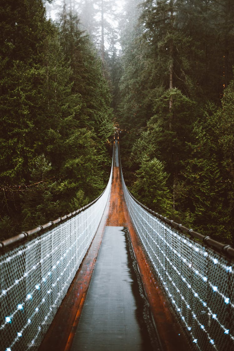 Hanging Footbridge Stretched Among Tree Tops Of Conifer Forest