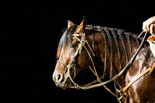Free stock photo of animal, braided mane, brown horse Stock Photo