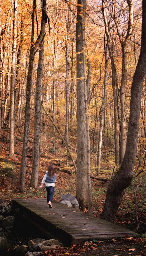 Immagine gratuita di alberi, alberi autunnali, autunno