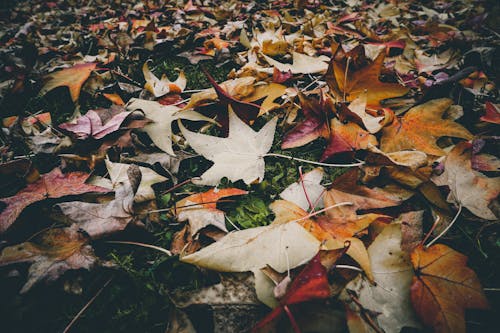 Withered Leaves on the Ground