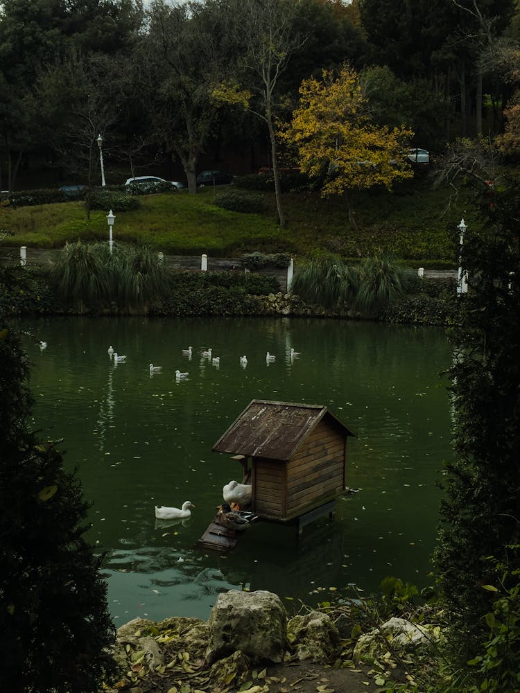 Duck House On A Pond