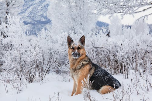 Brown Dog Sitting on Snow