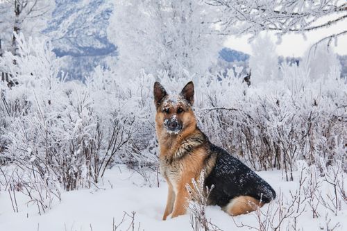 Free A German Shepherd sitting in a snow-covered landscape, surrounded by frosty plants. Stock Photo