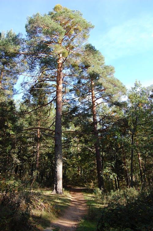 Gratis stockfoto met bomen, Bos, buiten