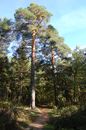 Footpath in the Forest