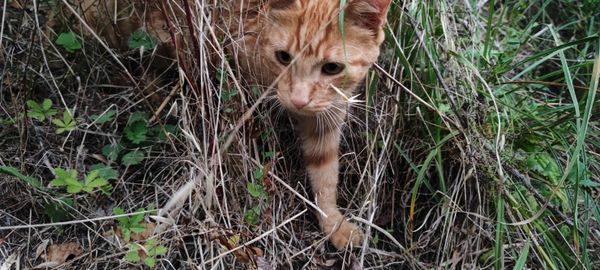Chaton roux se faufilant dans les hautes herbes sèches