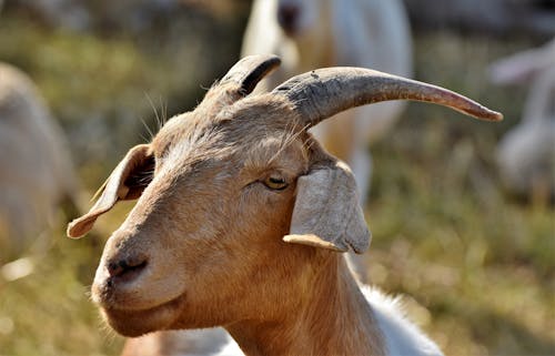 Brown Goat in Close Up Photography