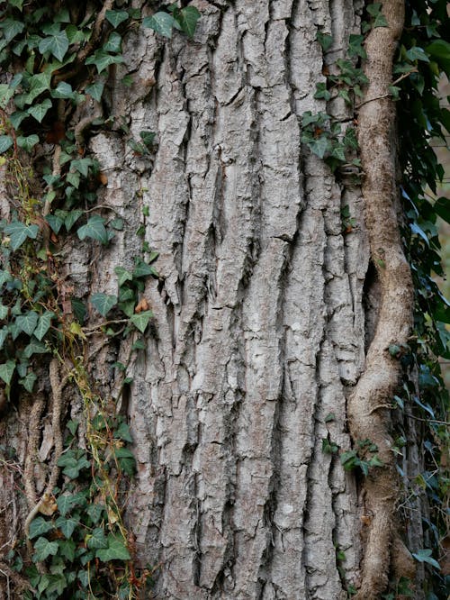 Tree Trunk with Climbing Plant