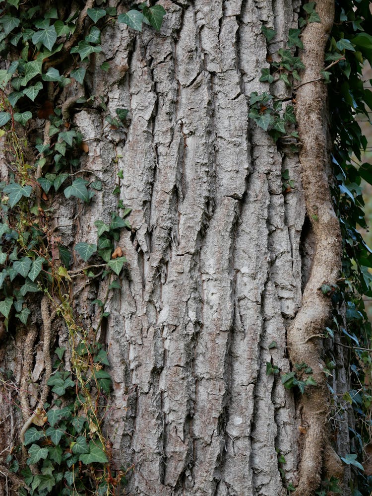 Tree Trunk With Climbing Plant