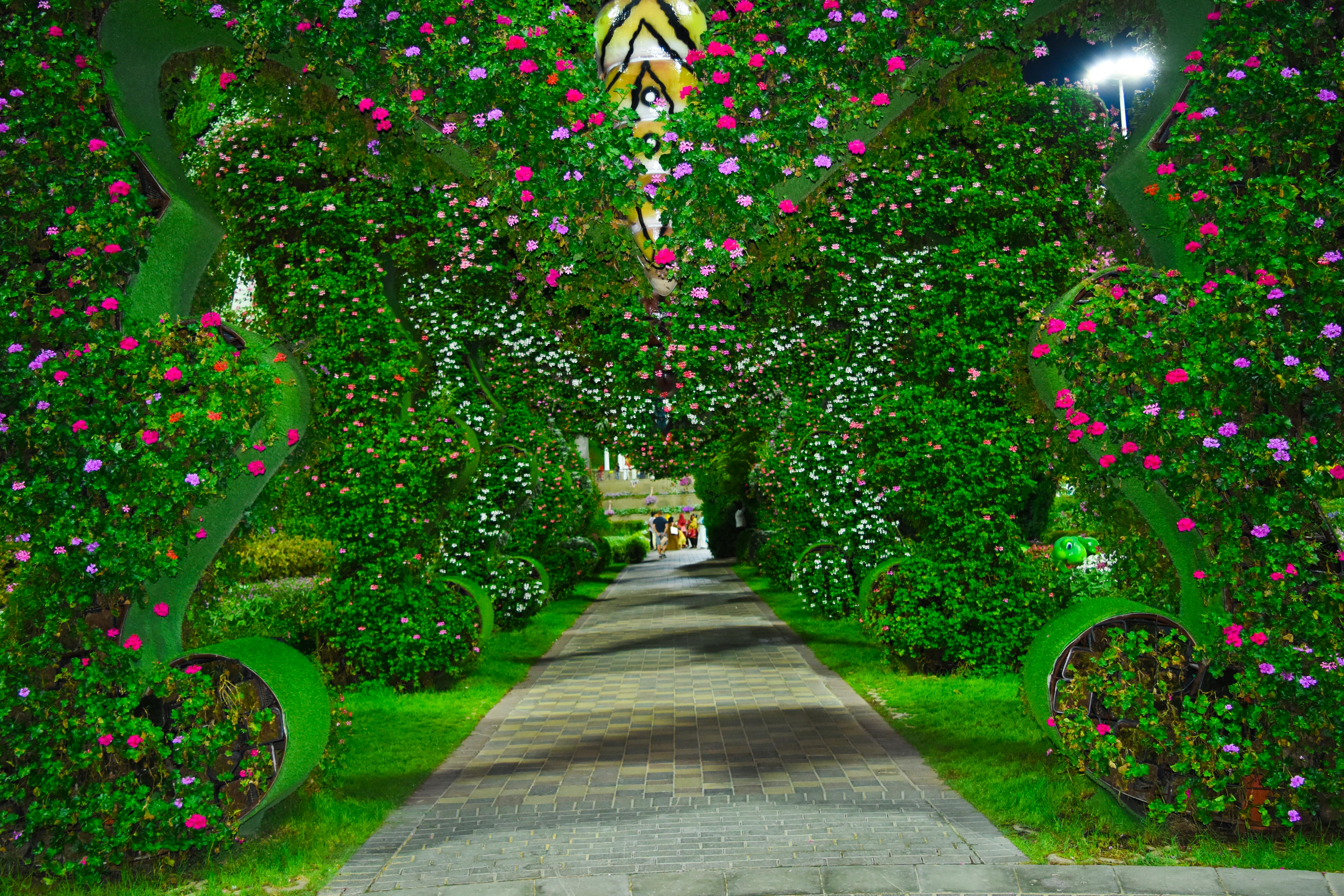 Foto Stok Gratis Tentang Dubai Taman Ajaib Taman Bunga